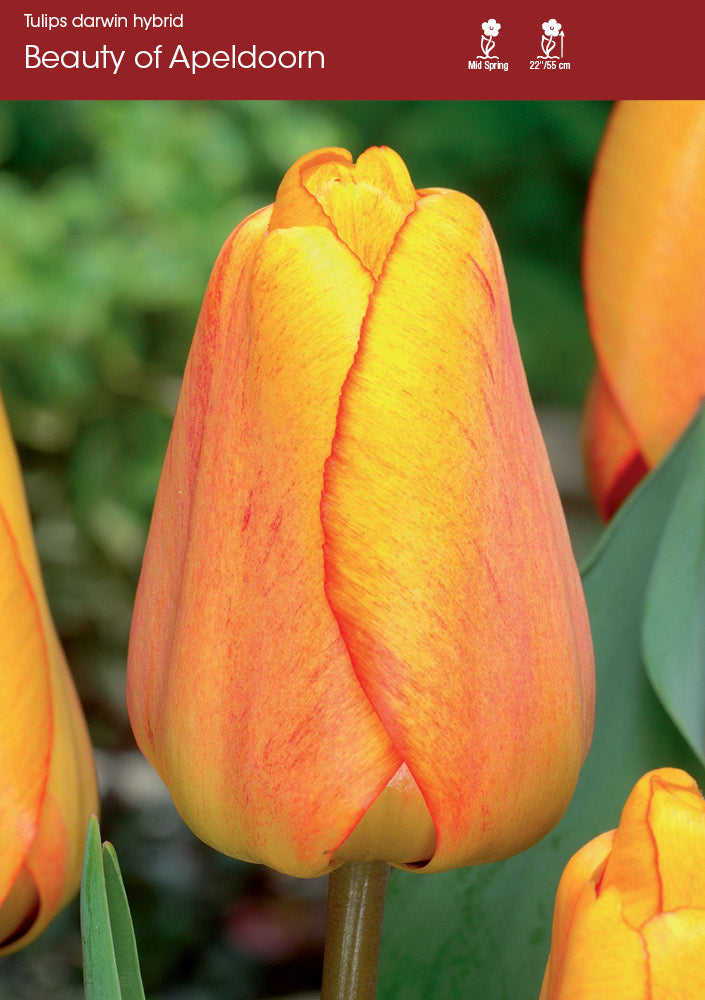 Beauty of Apeldoorn