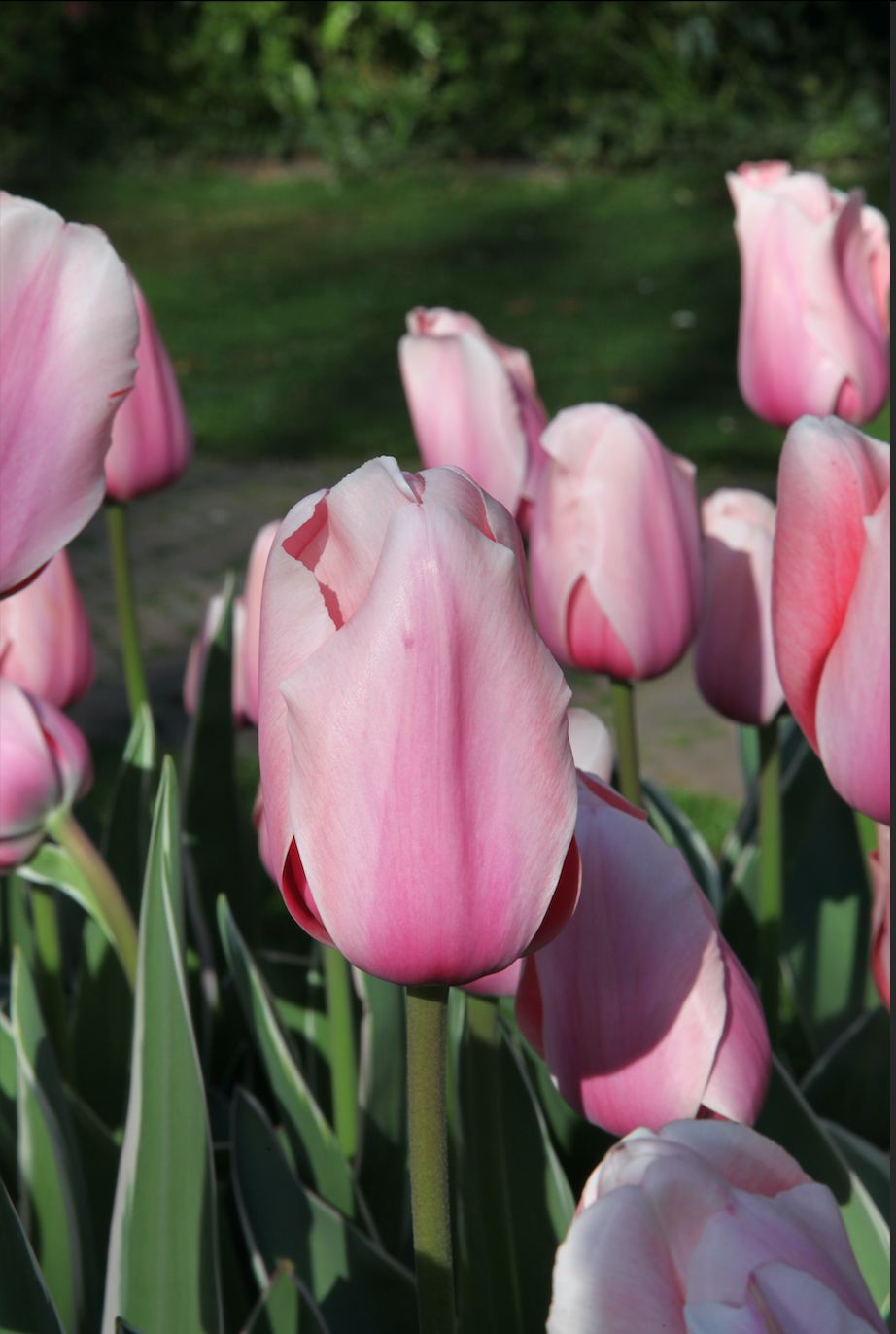 Design Impression - Tulip Bulbs for self-planting