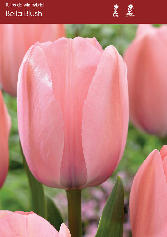 Bella Blush