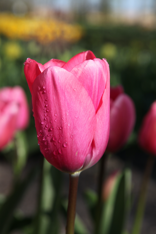 Big Love - Tulip Bulbs for self-planting