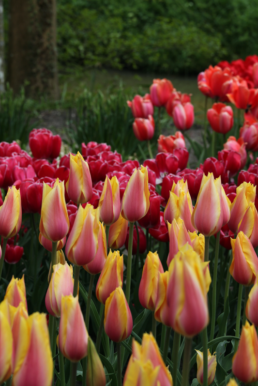 Blushing Beauty - Tulip Bulbs for self-planting