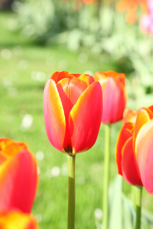 Dafeng - Tulip Bulbs for self-planting