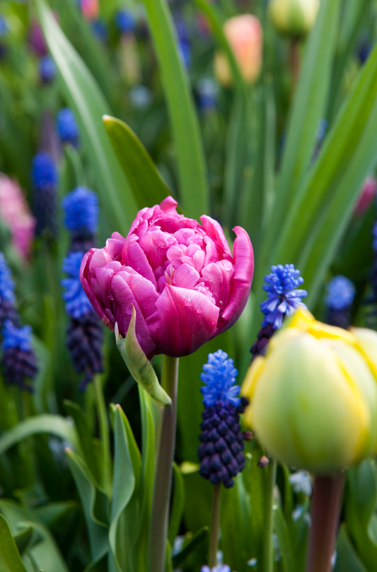 Margarita - Tulip Bulbs for self-planting