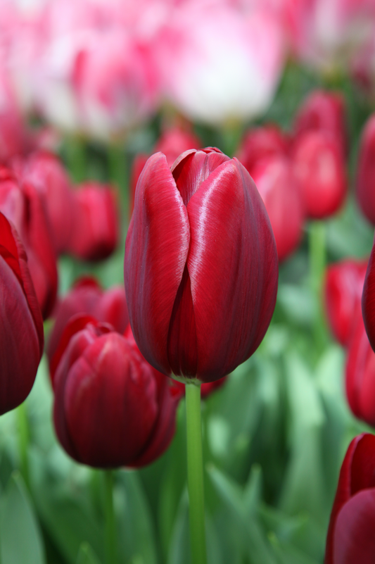 National Velvet - Tulip Bulbs for self-planting
