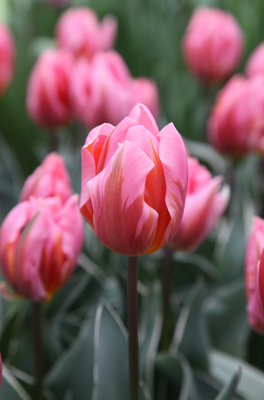 Pretty Princess - Tulip Bulbs for self-planting