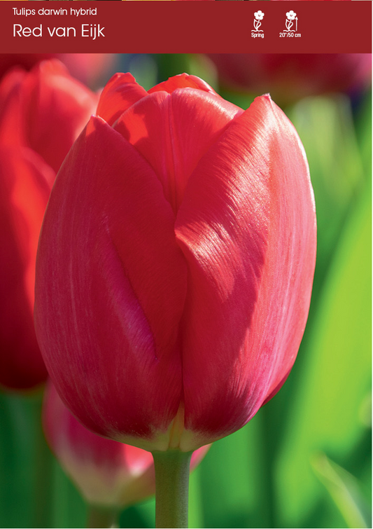 Red van Eijk