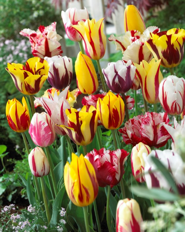 Rembrandt Mix - Tulip Bulbs for self-planting