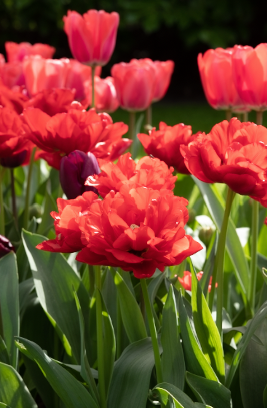 Scarlet Veronia - Tulip Bulbs for self-planting