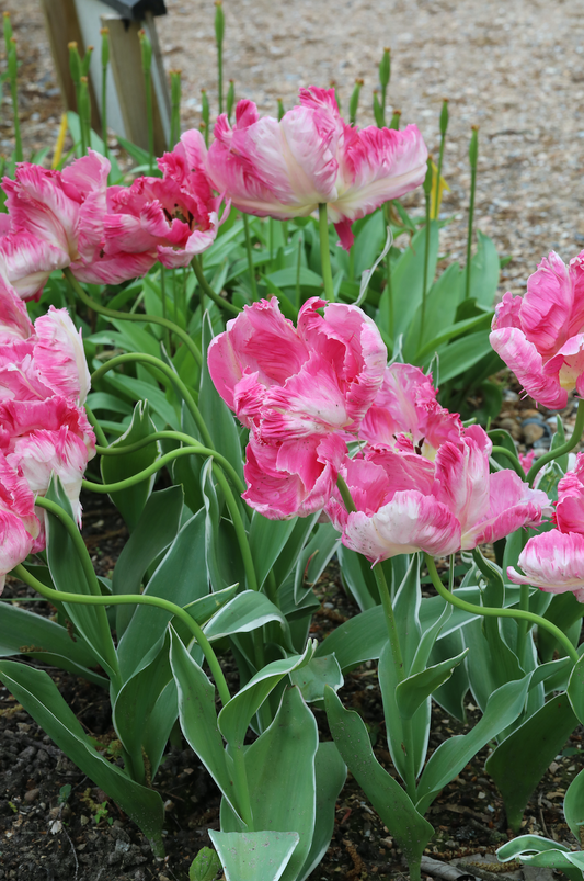 Silver Parrot - Tulip Bulbs for self-planting