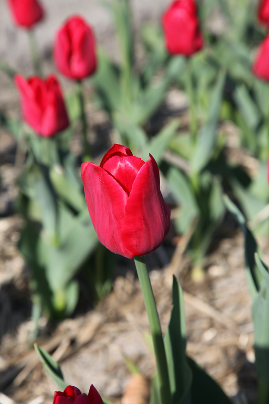 Strong Love - Tulip Bulbs for self-planting
