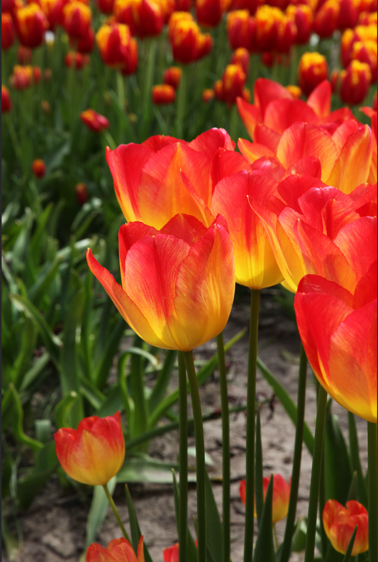 Suncatcher - Tulip Bulbs for self-planting